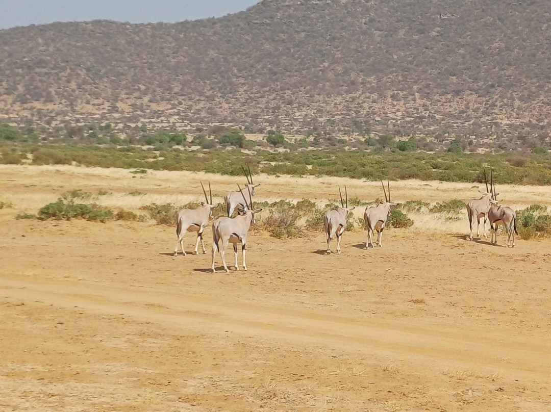 Samburu National Reserve-内罗毕必去景点