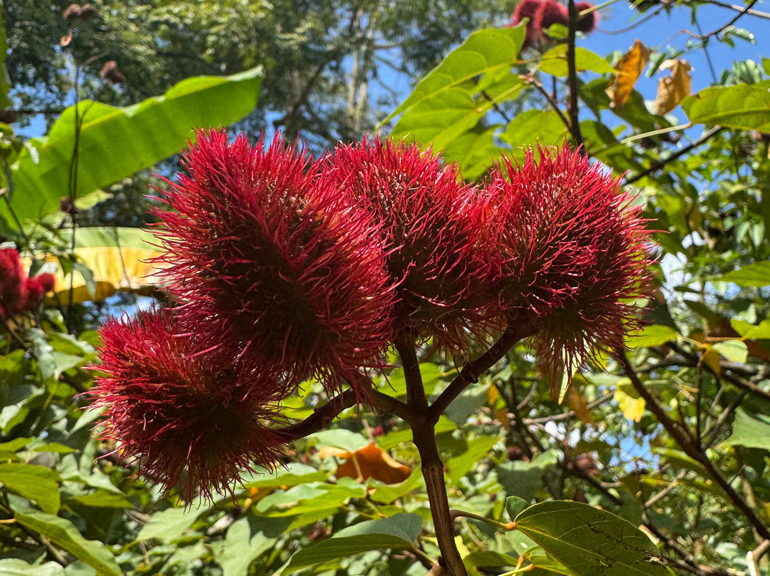 Tangawizi Spice Farm-石头城必去景点