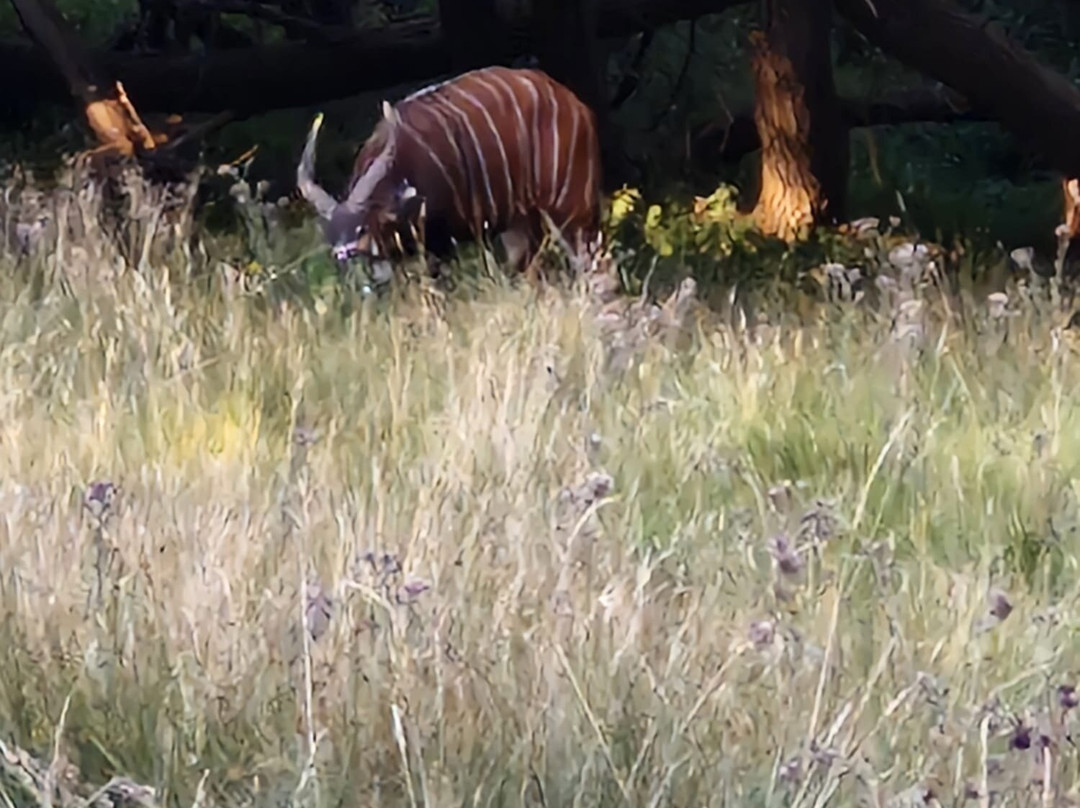 Watatunga Wildlife Reserve-金斯林必去景点