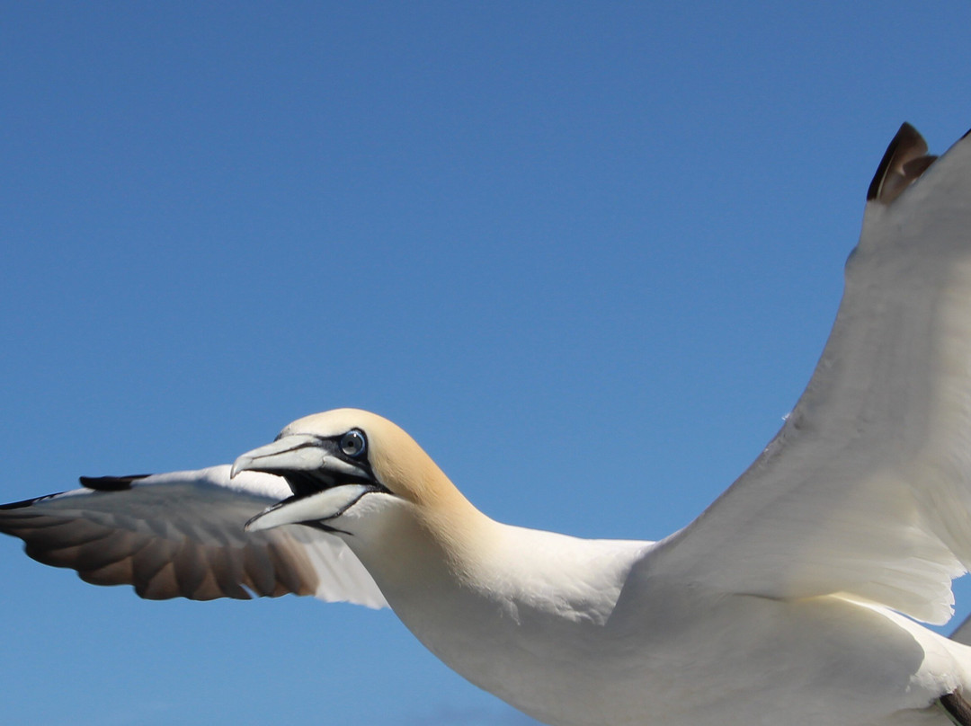 Shetland Seabird Tours - The Noss Boat-Lerwick必去景点