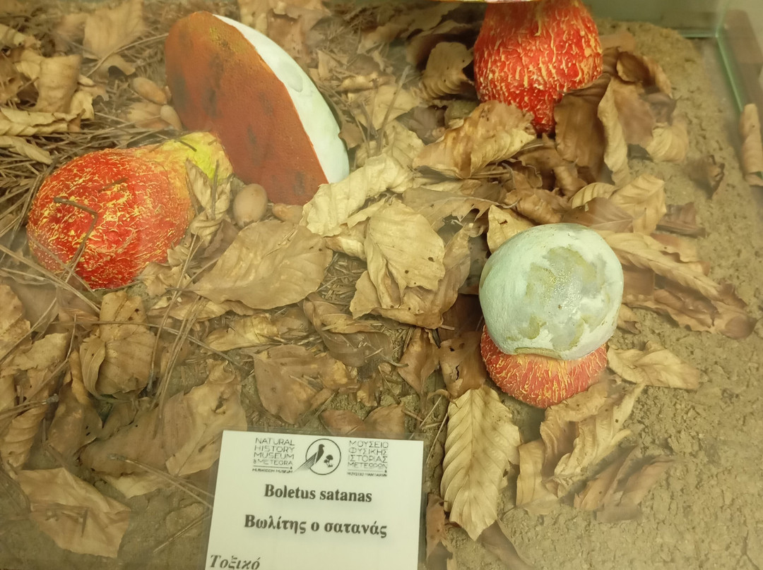 Natural History Museum of Meteora & Mushroom Museum-卡兰巴卡必去景点