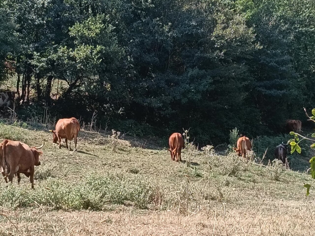 Riserva Naturale Regionale Guardiaregia-Campochiaro-Guardiaregia必去景点
