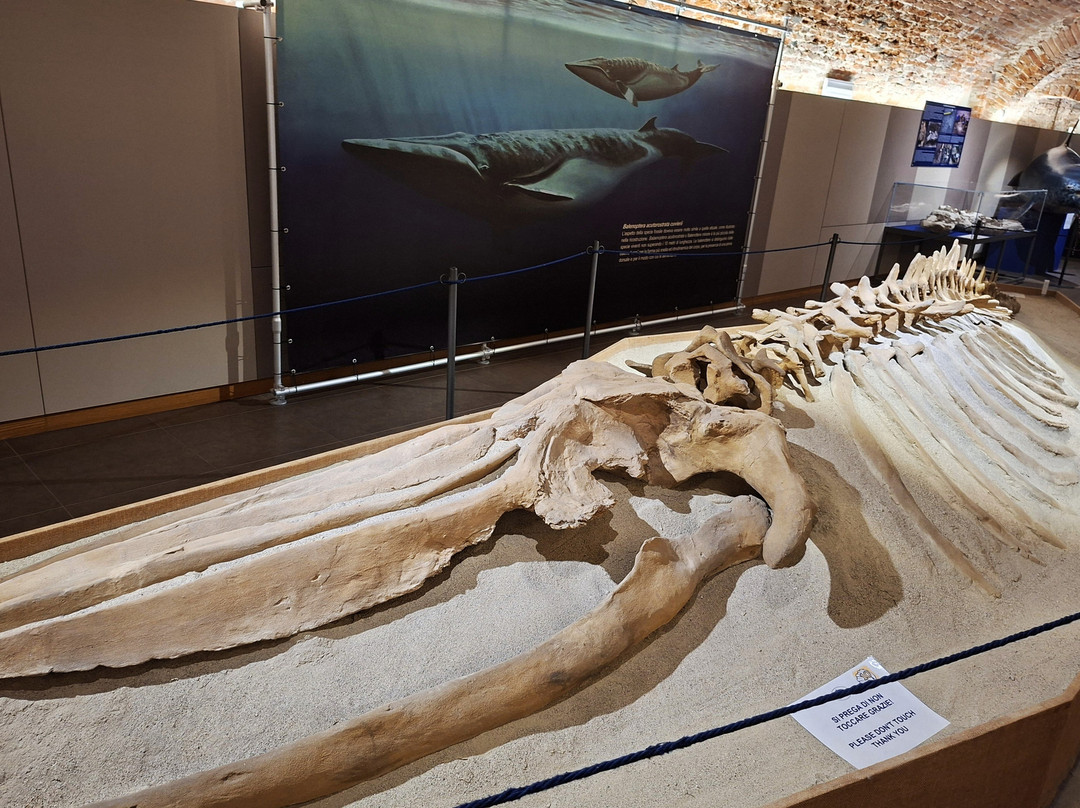 Museo Paleontologico Territoriale dell'Astigiano-阿斯蒂必去景点