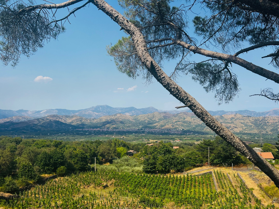 Gambino Winery-林瓜格洛萨必去景点