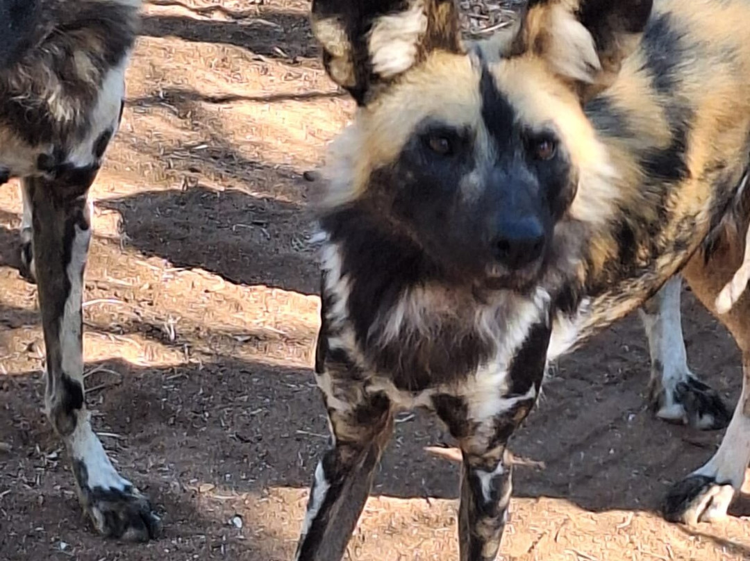 Honey Badger Safaris Kruger Tours-玛洛斯帕克必去景点