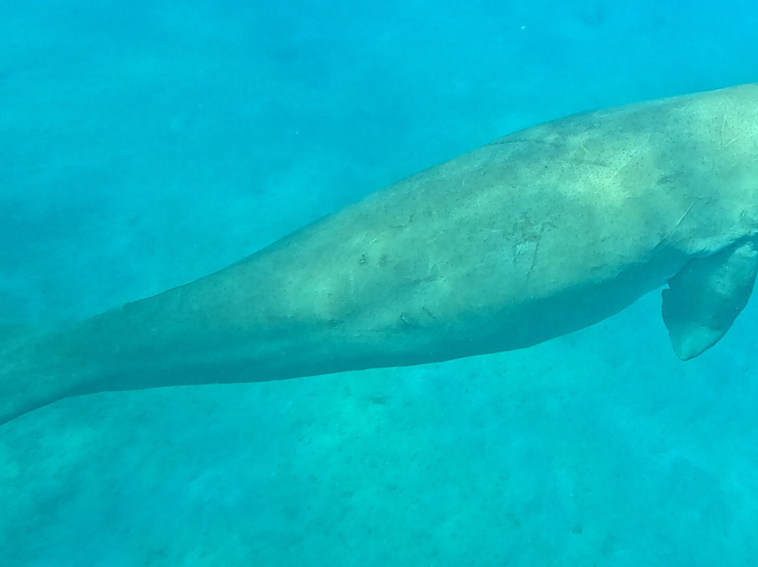 Marsa Alam Tours-马萨阿拉姆必去景点