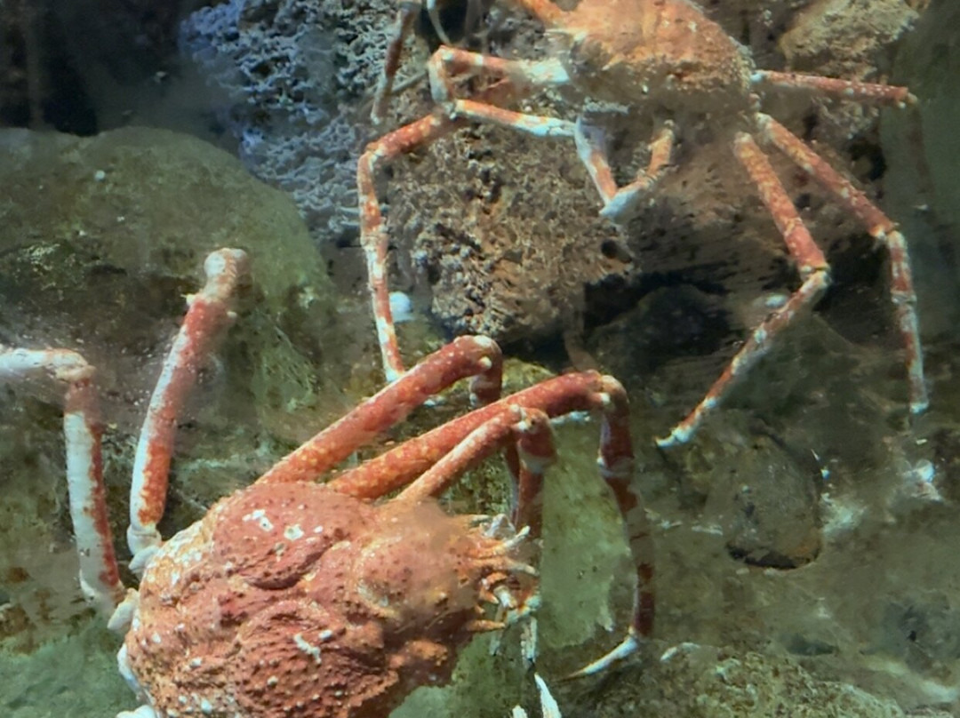 Grand Aquarium-圣马洛必去景点