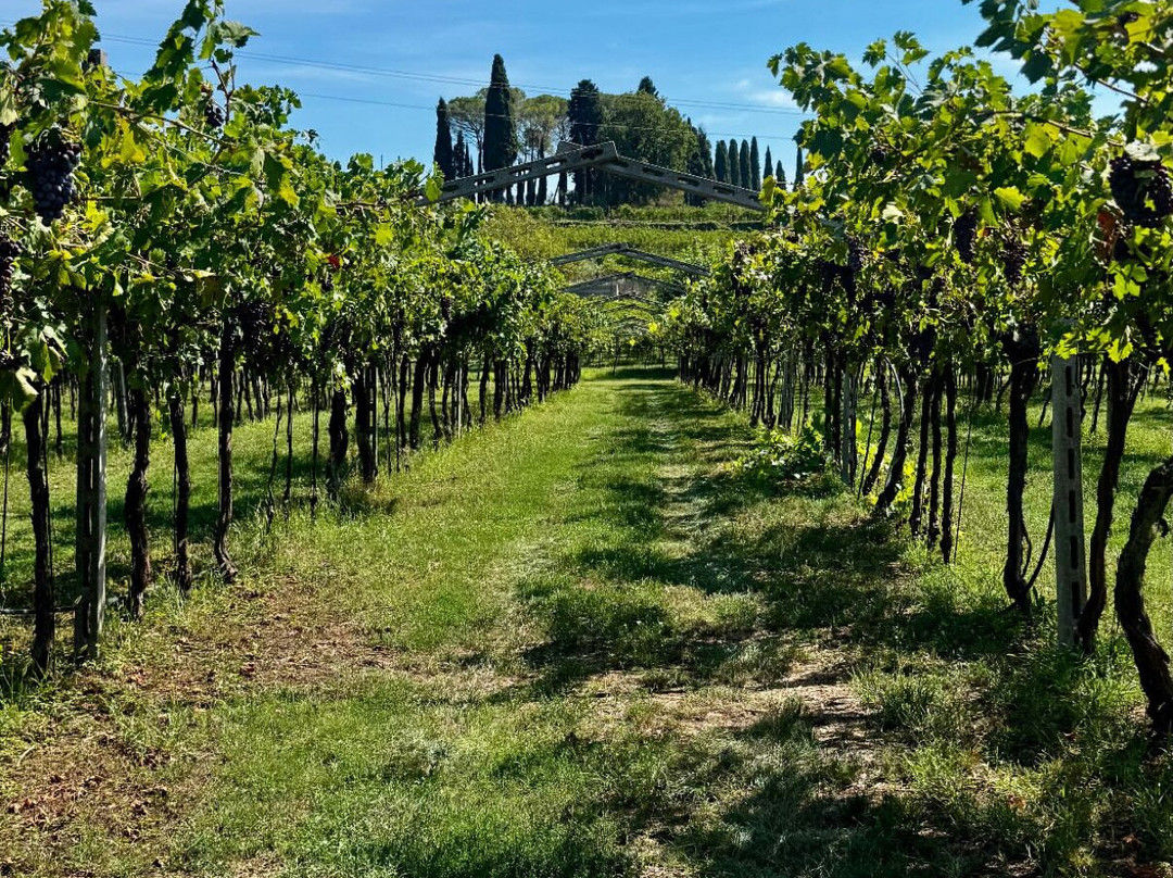 Agricola Pietro Zardini-San Pietro in Cariano必去景点