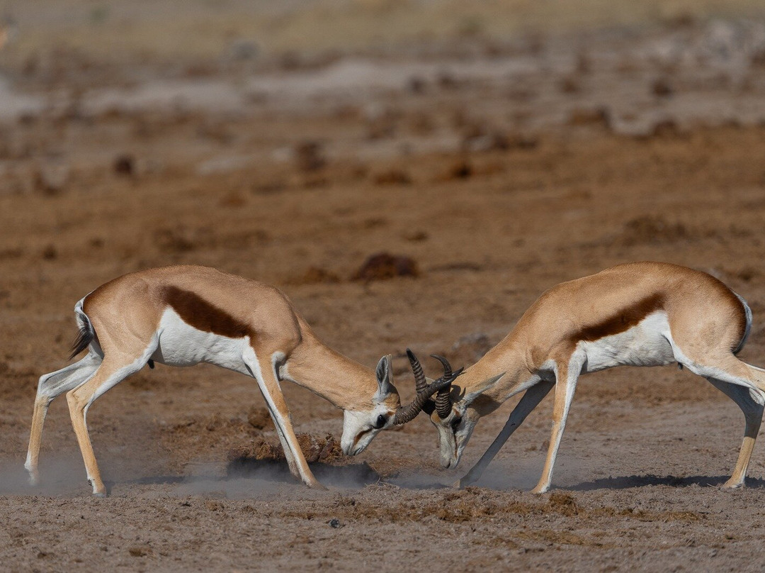 Makgadikgadi Salt Pan-Makgadikgadi Pans National Park必去景点