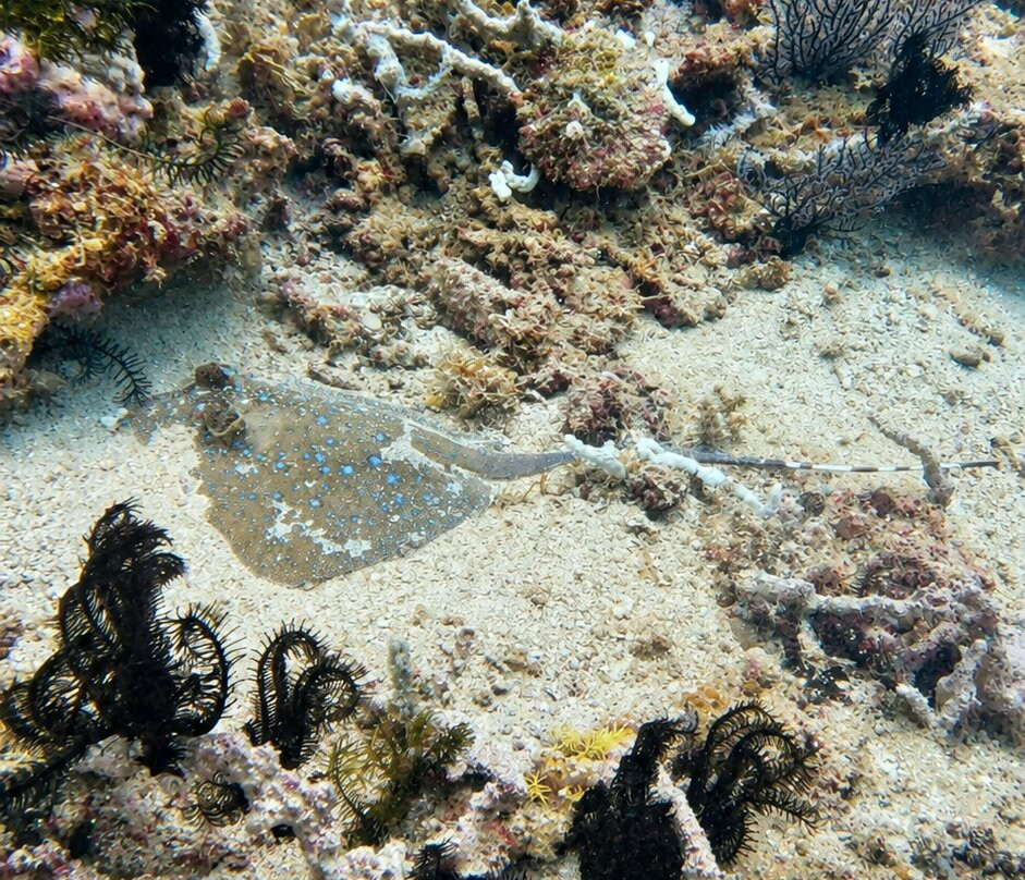 Blow Bubbles Divers-Desa Sekotong Barat必去景点