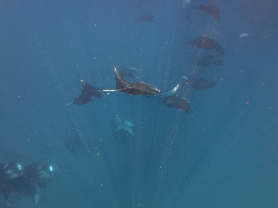Hanifaru Bay Marine Protected Area-芭环礁必去景点