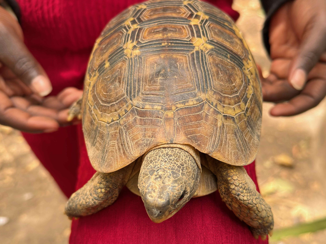 The Gambian Reptiles Farm-Kartong必去景点