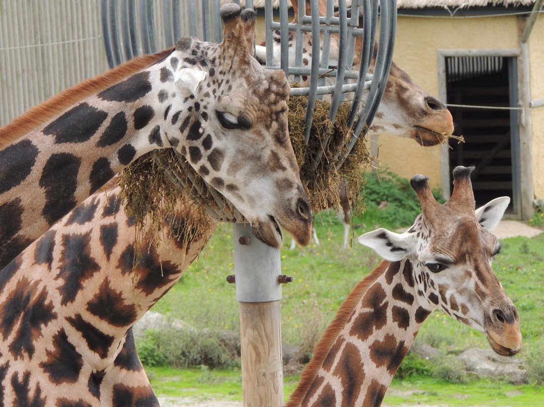 Wingham Wildlife Park-Wingham必去景点