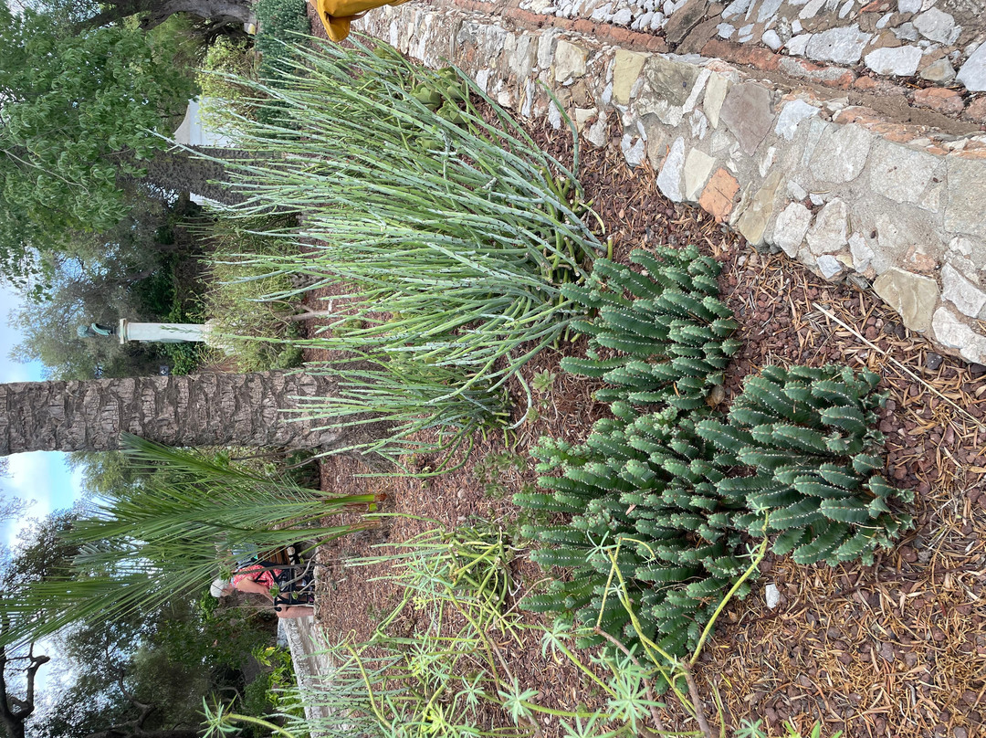 Gibraltar Botanic Gardens (The Alameda)-直布罗陀必去景点