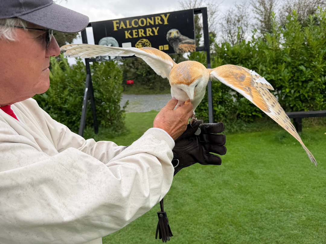 Falconry Kerry-基拉尼必去景点