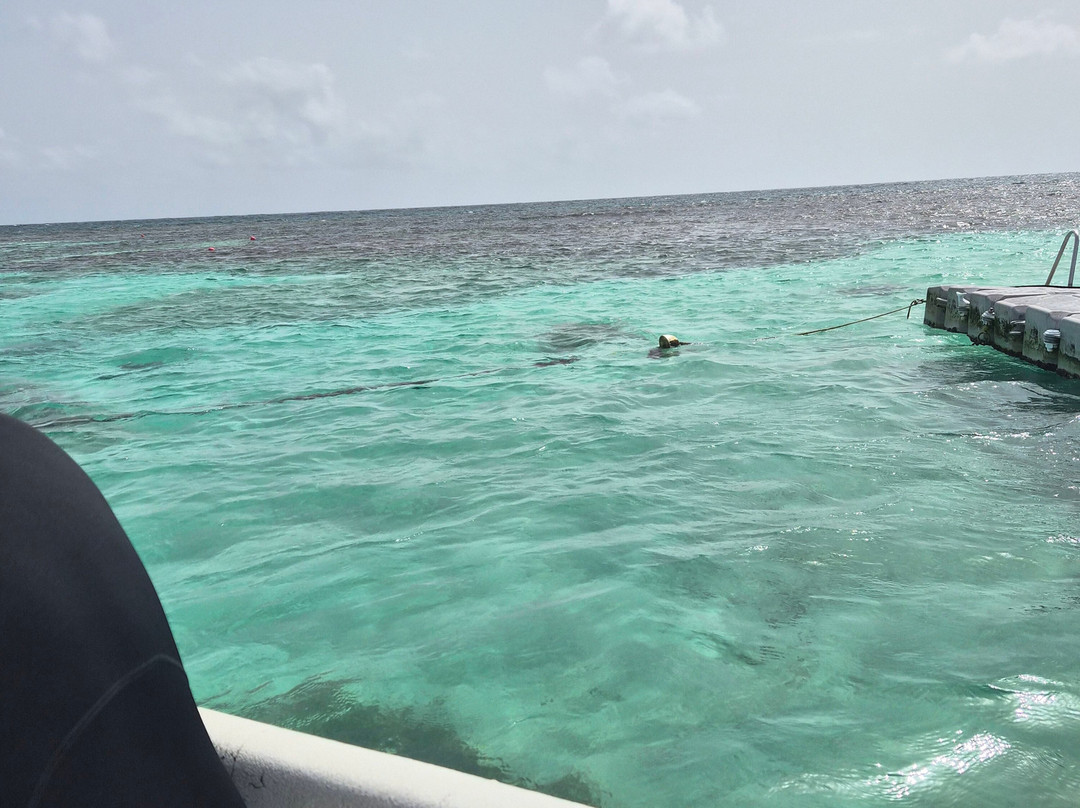 Stingray City-安提瓜必去景点