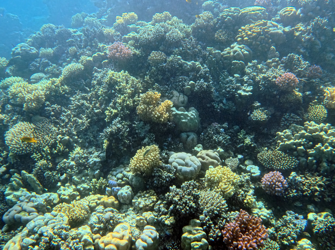 ORCA Dive Club Soma Bay-索马湾必去景点