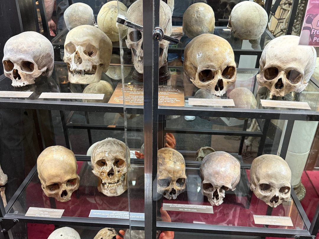 The Museum Of Curiosities-诺丁汉必去景点