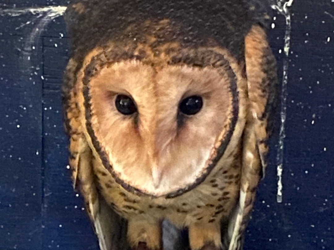 Raptor Refuge-Kettering必去景点