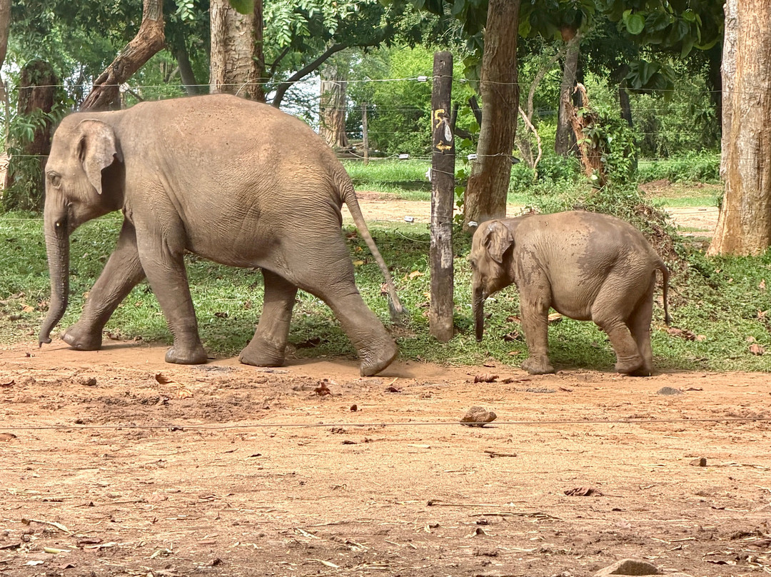 Elephant Transit Home (ETH)-乌达瓦拉维国家公园必去景点