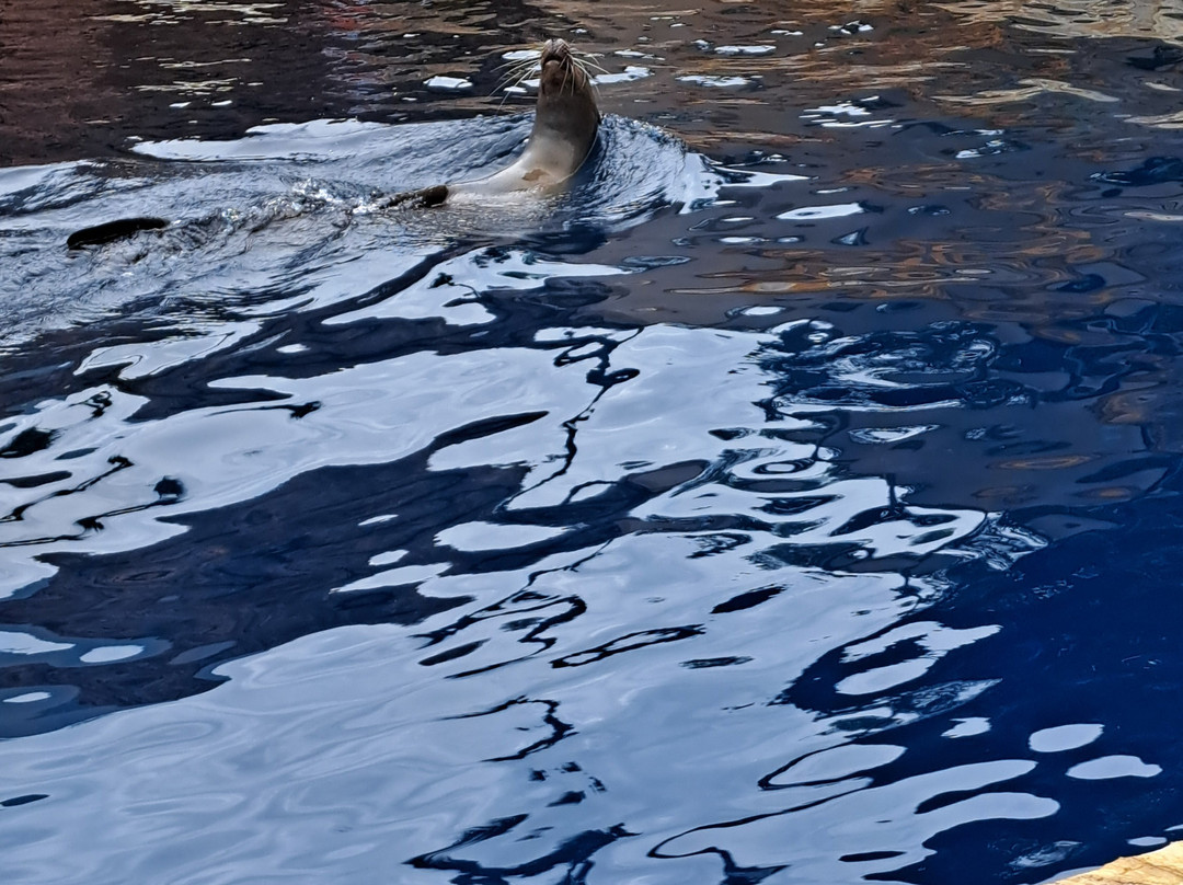 海洋世界水族馆-贝尼多姆必去景点