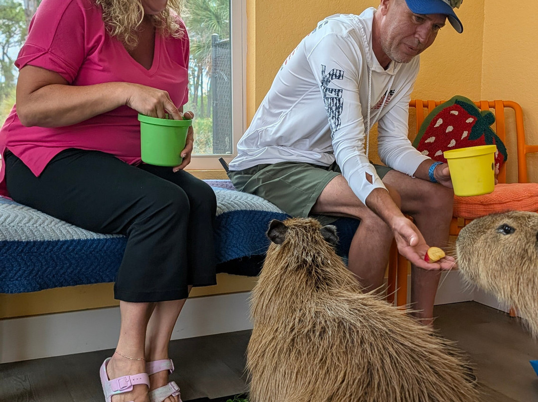 Happy Capys Capybara Experiences-恩格尔伍德必去景点