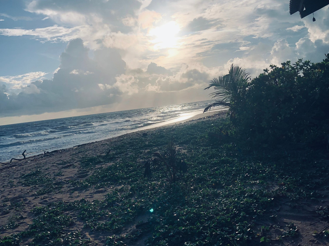 Sea Turtle Farm Galle Mahamodara-加勒必去景点