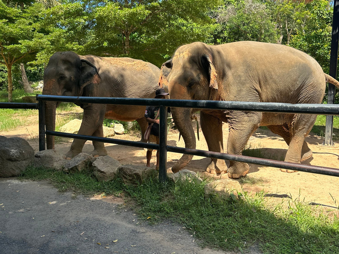 Samui Elephant Sanctuary-波普特必去景点