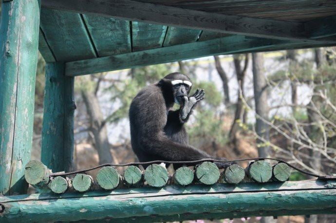 神雕山野生动物保护区-荣成市必去景点