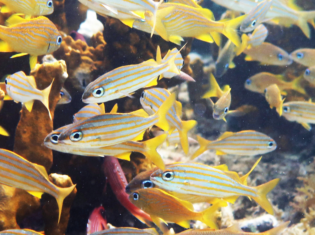 Aquarium de la Guadeloupe景点图片