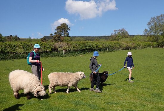 Jacob Sheep Trekking and Farm Experience Days景点图片