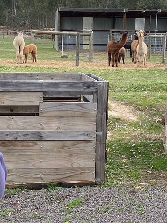 Redbank Alpacas-Redbank必去景点