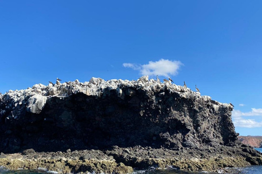 Baja Coras Tours-拉巴斯必去景点