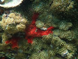 Dolphin Excursions Djibouti-吉布地必去景点