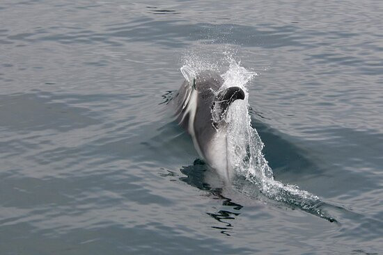 Whale Watching Hauganes-Hauganes必去景点