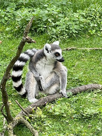Veszprem Zoo景点图片