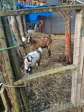 Cottonwood Cabins主图