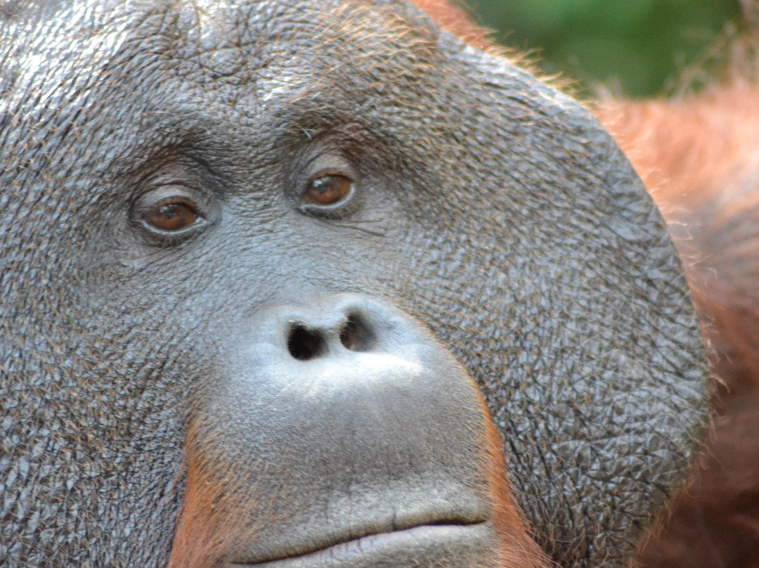 Orangutan & Dayak Tour PT Beeholiday Mitra Wisata-Pangkalan Bun必去景点