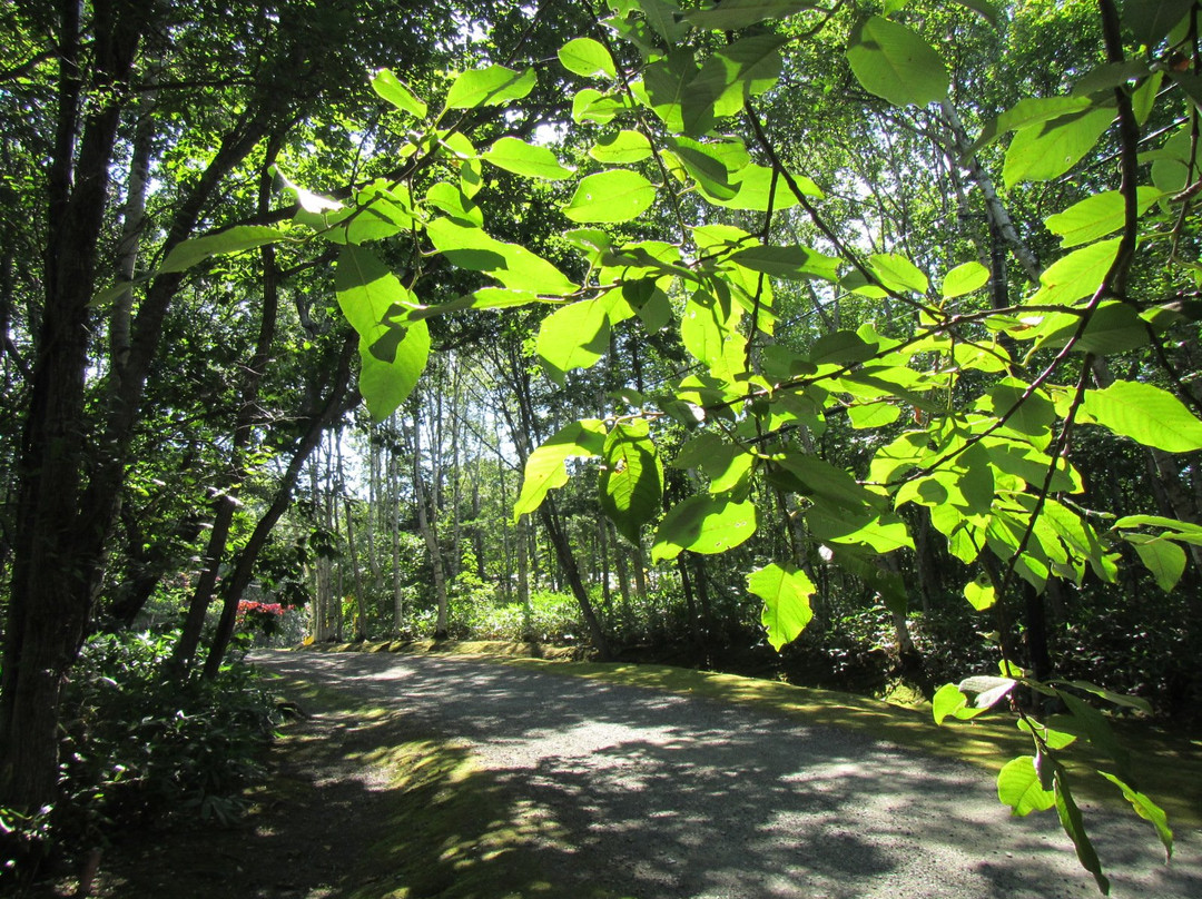 Forest of Tokoro Remains