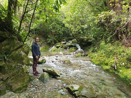 Brook Waimārama Sanctuary-尼尔森必去景点