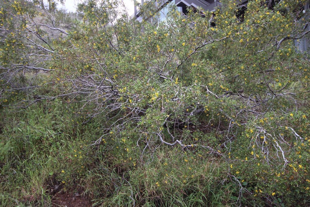 Desert Arboretum Park-坦佩必去景点
