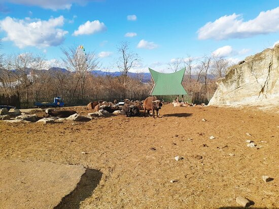 Gunma Safari Park景点图片
