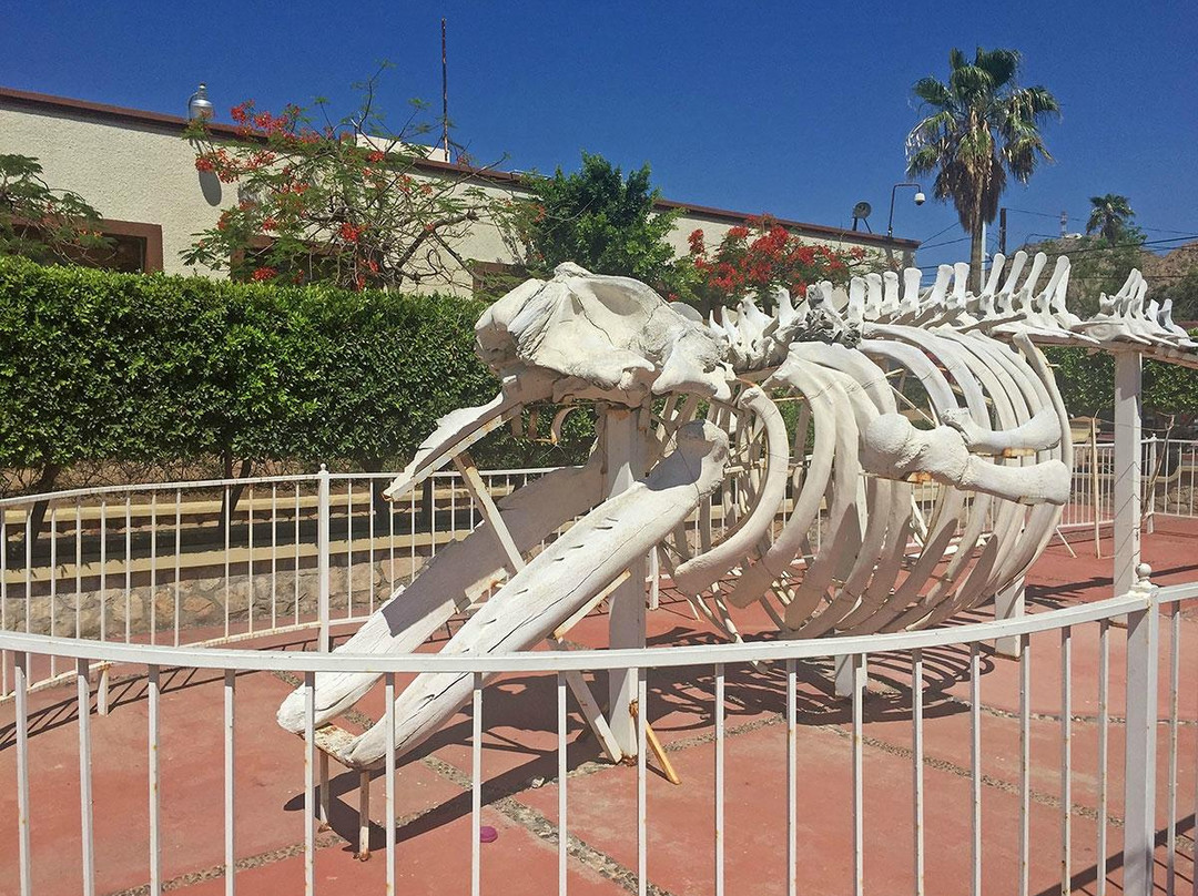 Museo De Historia Natural De Cabo San Lucas景点图片