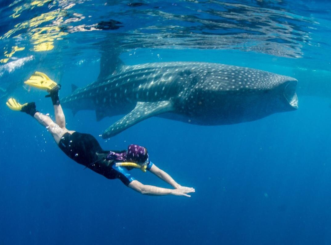 Premier Coiba Tours景点图片