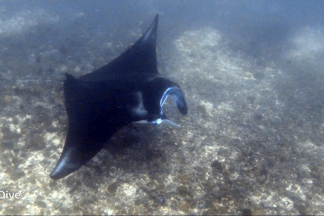 Big Fins Dive Center景点图片