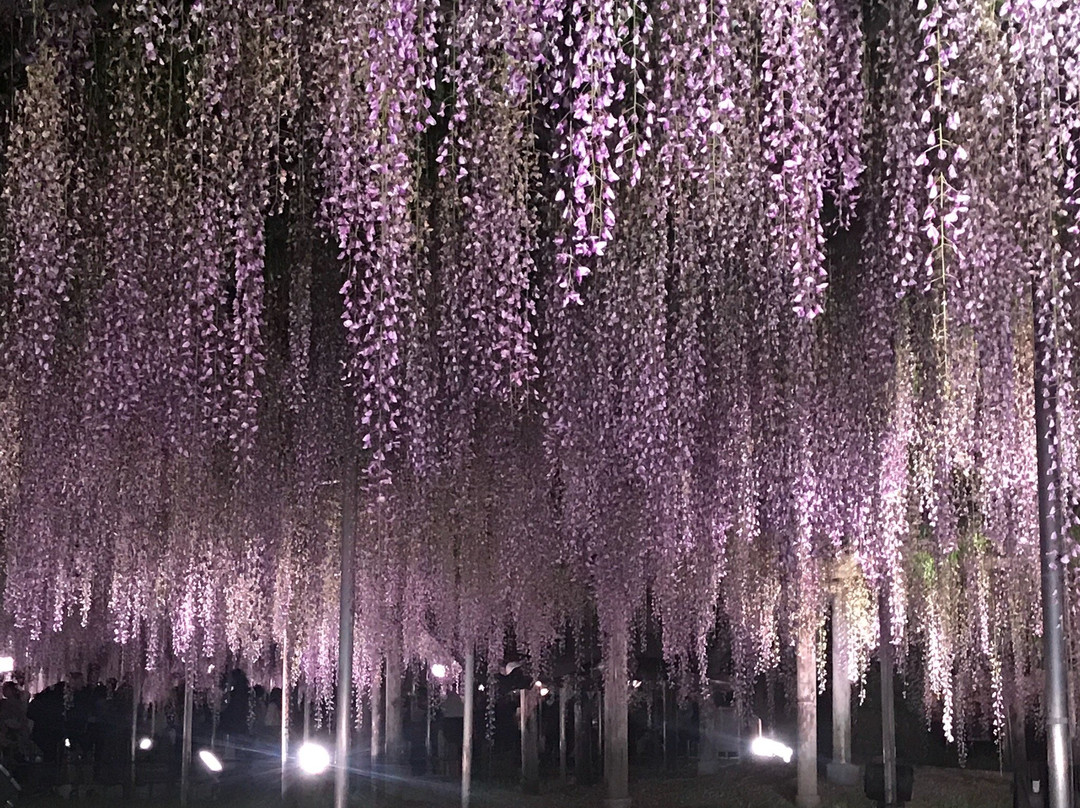 Ashikaga Park