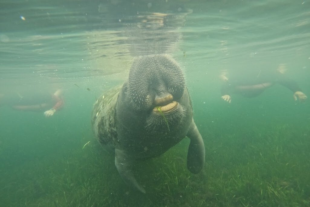 Go Local Manatee Tours