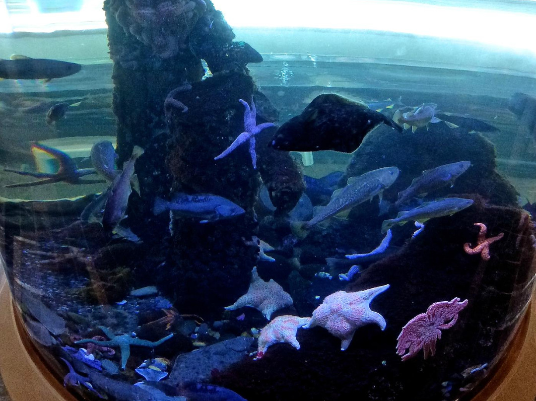 Kodiak Laboratory Aquarium & Touch Tank景点图片