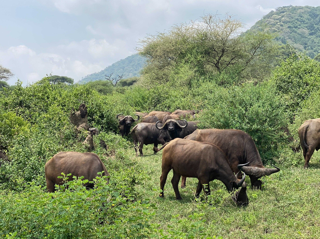Nicas Education and Technology Center-莫西必去景点
