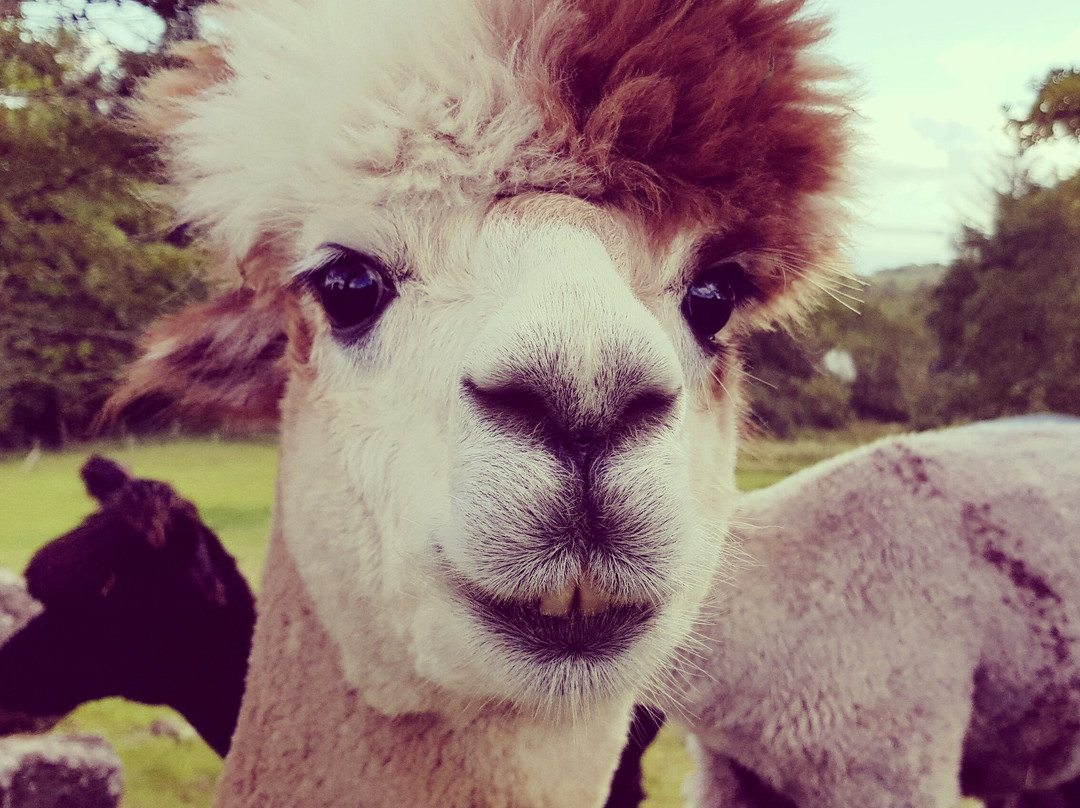 Curraghduff Farm景点图片